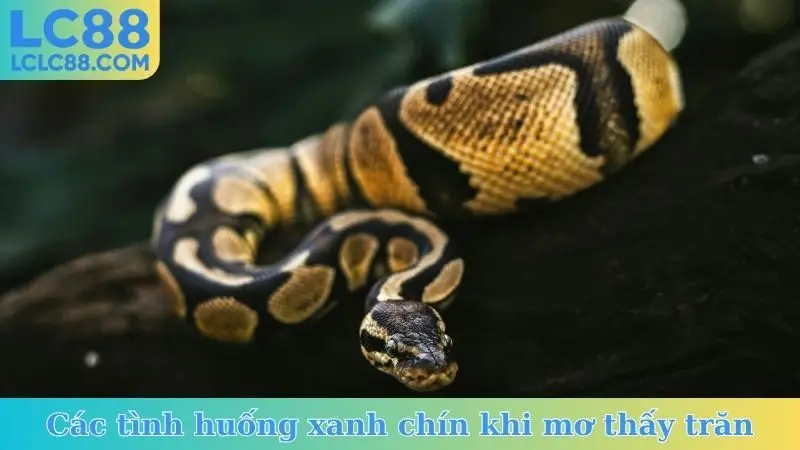 Các tình huống xanh chín khi mơ thấy trăn