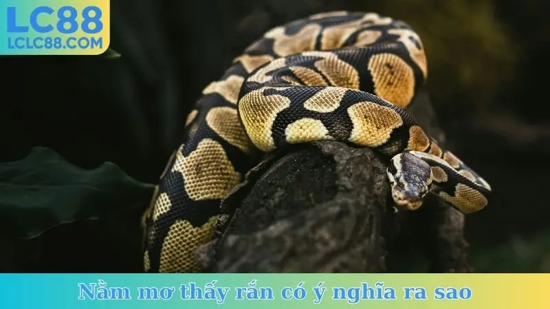 Nằm mơ thấy rắn có ý nghĩa ra sao