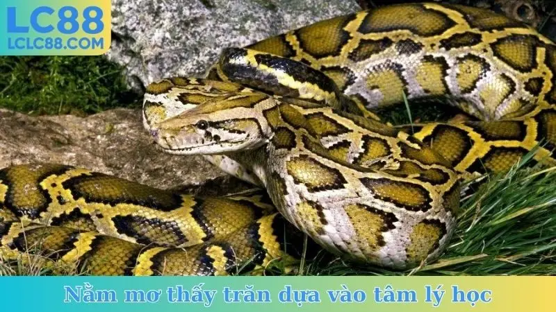 Nằm mơ thấy trăn dựa vào tâm lý học